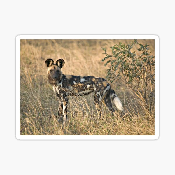 African Wild Dog Sticker