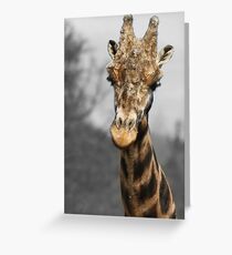 Giraffe at west midlands safari park Greeting Card