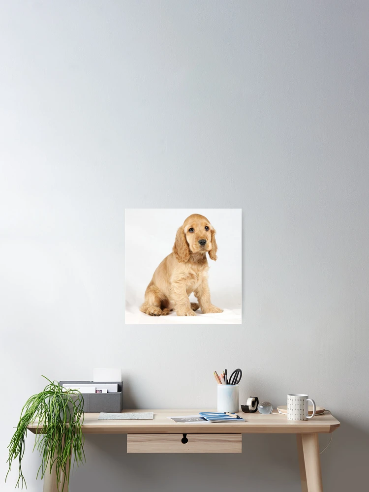 Thumbnail 2 of 3, Poster, Cocker Spaniel puppy designed and sold by Rory Trappe.
