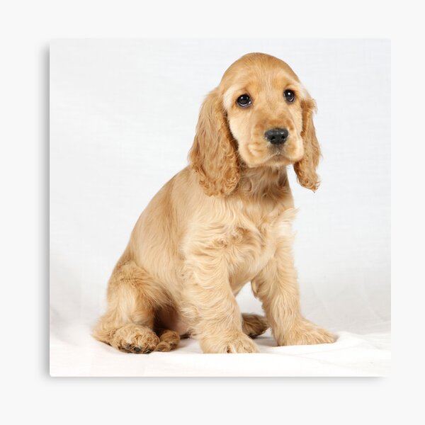 Blonde cocker spaniel store puppy