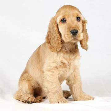Artwork thumbnail, Cocker Spaniel puppy by Rory Trappe