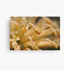 Grevillea In Macro Canvas Print