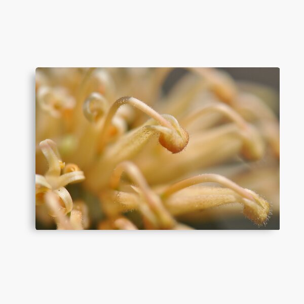Grevillea In Macro Metal Print