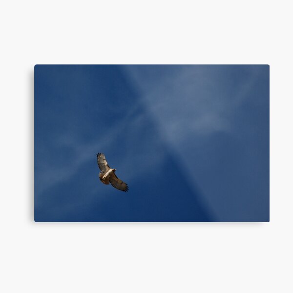 Soaring High Metal Print