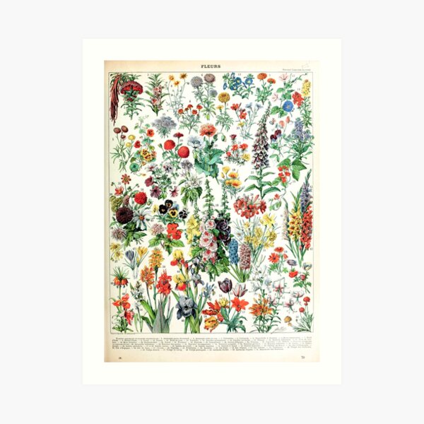 Adolphe Millot - Fleurs A - French vintage poster Art Print
