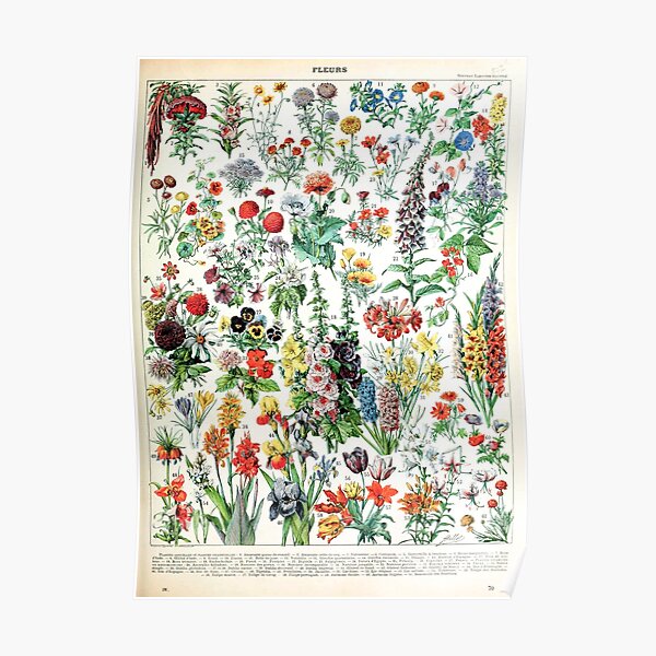 Adolphe Millot - Fleurs A - French vintage poster Poster