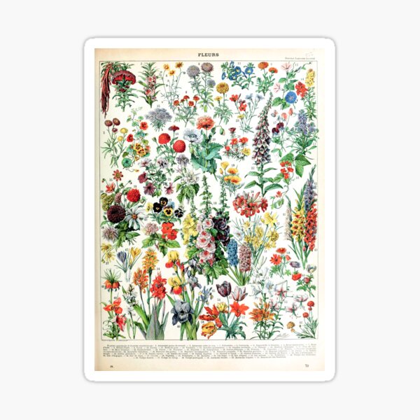 Item preview, Adolphe Millot - Fleurs A - French vintage poster designed and sold by DejaVuStudio.