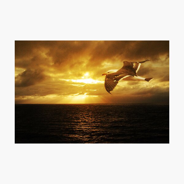 Dawn, Cape Du Couedic. K.I. Photographic Print