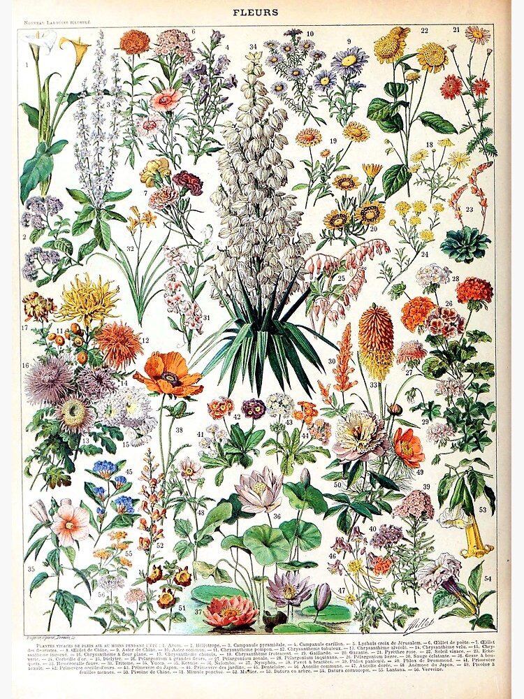 Adolphe Millot - Fleurs B - French vintage poster by DejaVuStudio