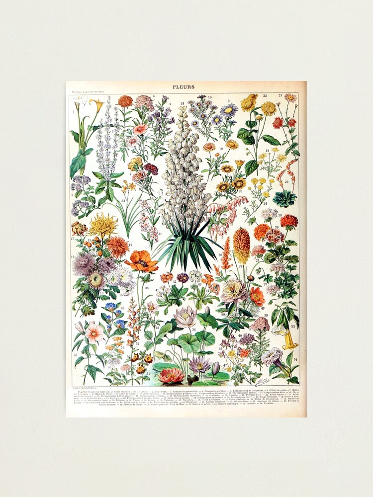 Alternate view of Adolphe Millot - Fleurs B - French vintage poster Photographic Print