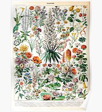 Adolphe Millot - Fleurs B - French vintage poster Poster