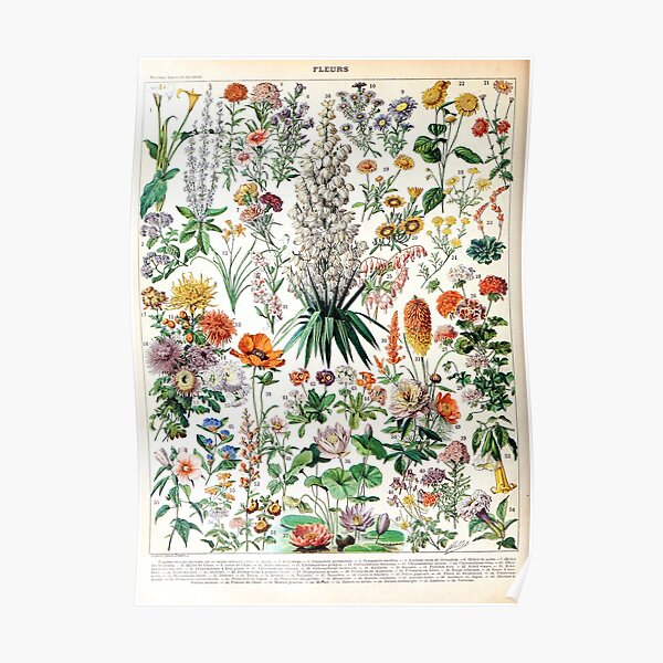 Adolphe Millot - Fleurs B - French vintage poster Poster