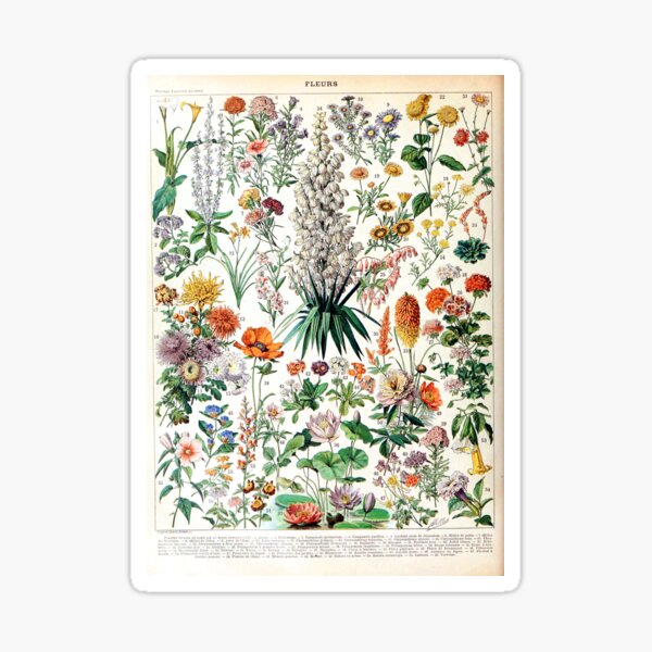 Adolphe Millot - Fleurs B - French vintage poster Sticker