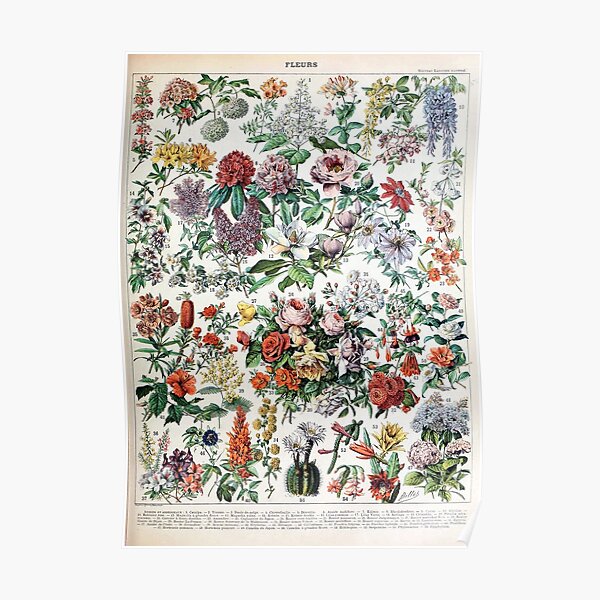 Adolphe Millot - Fleurs C - French vintage poster Poster