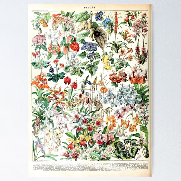 Item preview, Adolphe Millot - Fleurs D - French vintage poster designed and sold by DejaVuStudio.