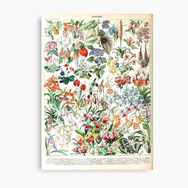 Item preview, Adolphe Millot - Fleurs D - French vintage poster designed and sold by DejaVuStudio.