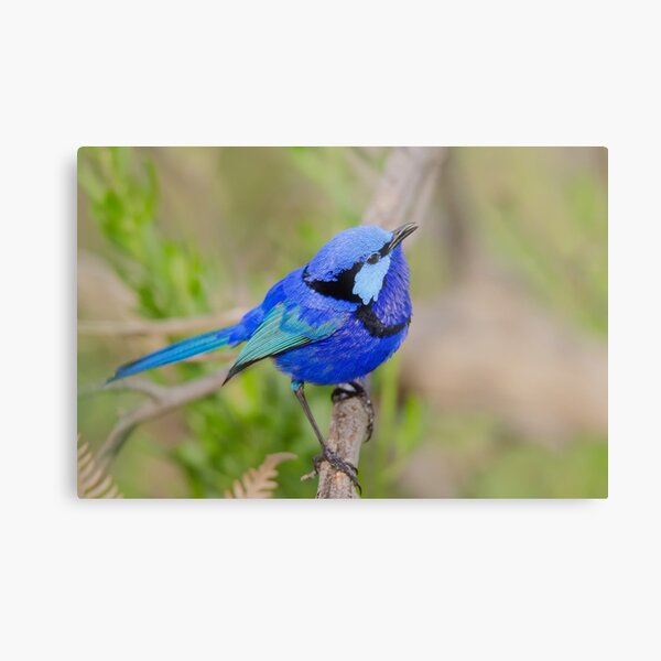 Splendid Fairy-wren male Metal Print