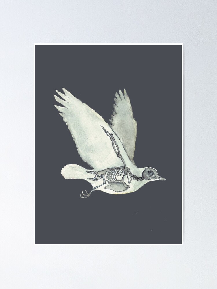 Alternate view of Bird Skeleton: Animal Dove Anatomy Poster