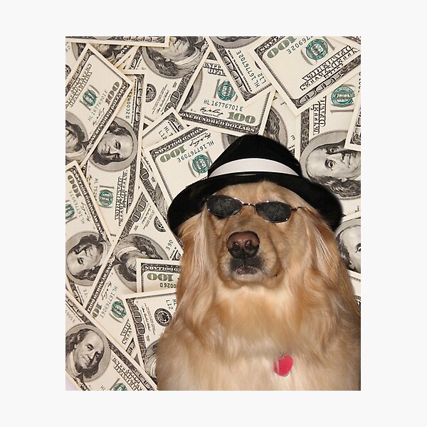 Rich Dog, Doggo #3 Photographic Print