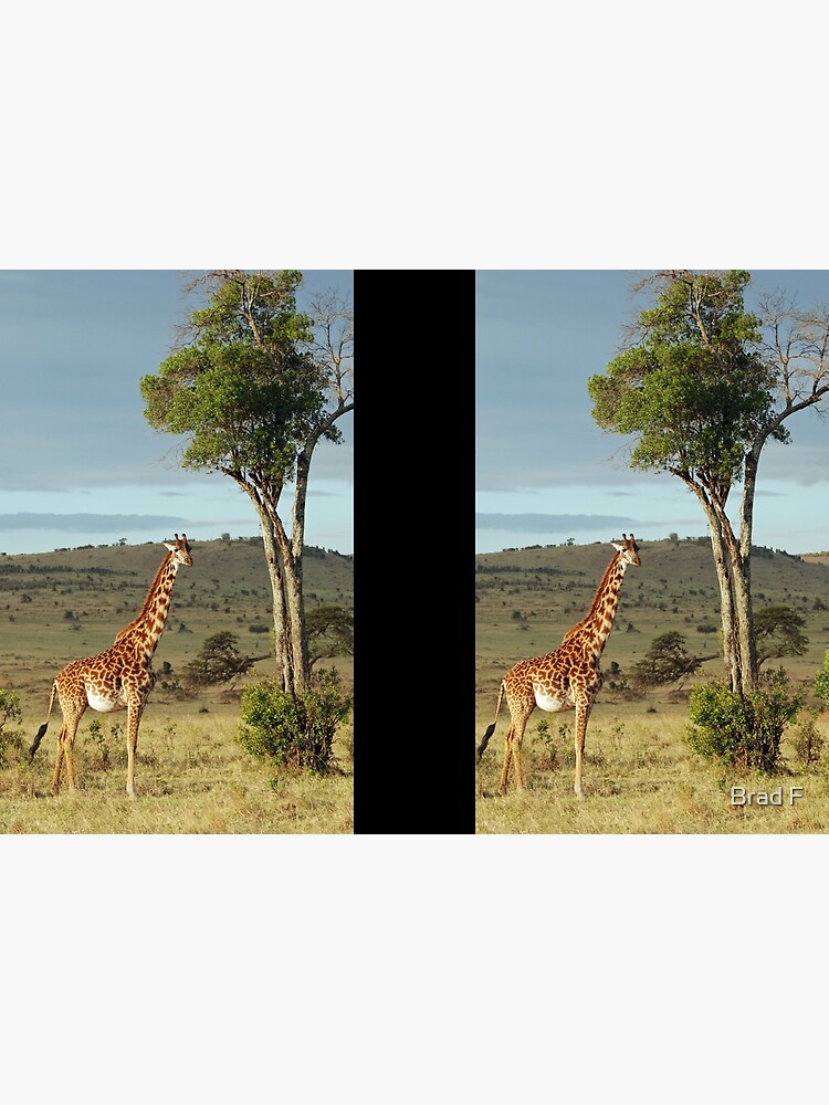 Giraffe - Masai Mara by bfra