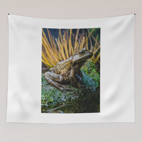 Item preview, Frog at Vancouver Zoo designed and sold by ashl3ynash.