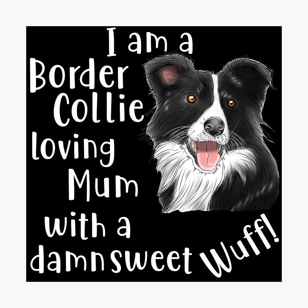 sweet border collie