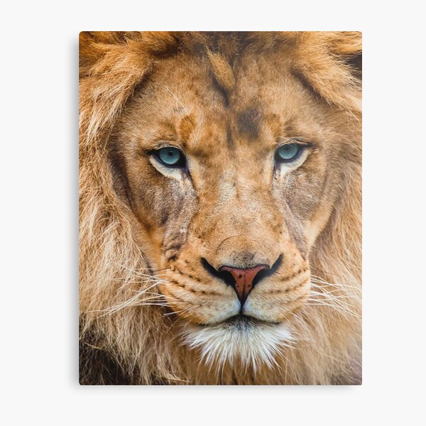 Lion with blue eyes Metal Print