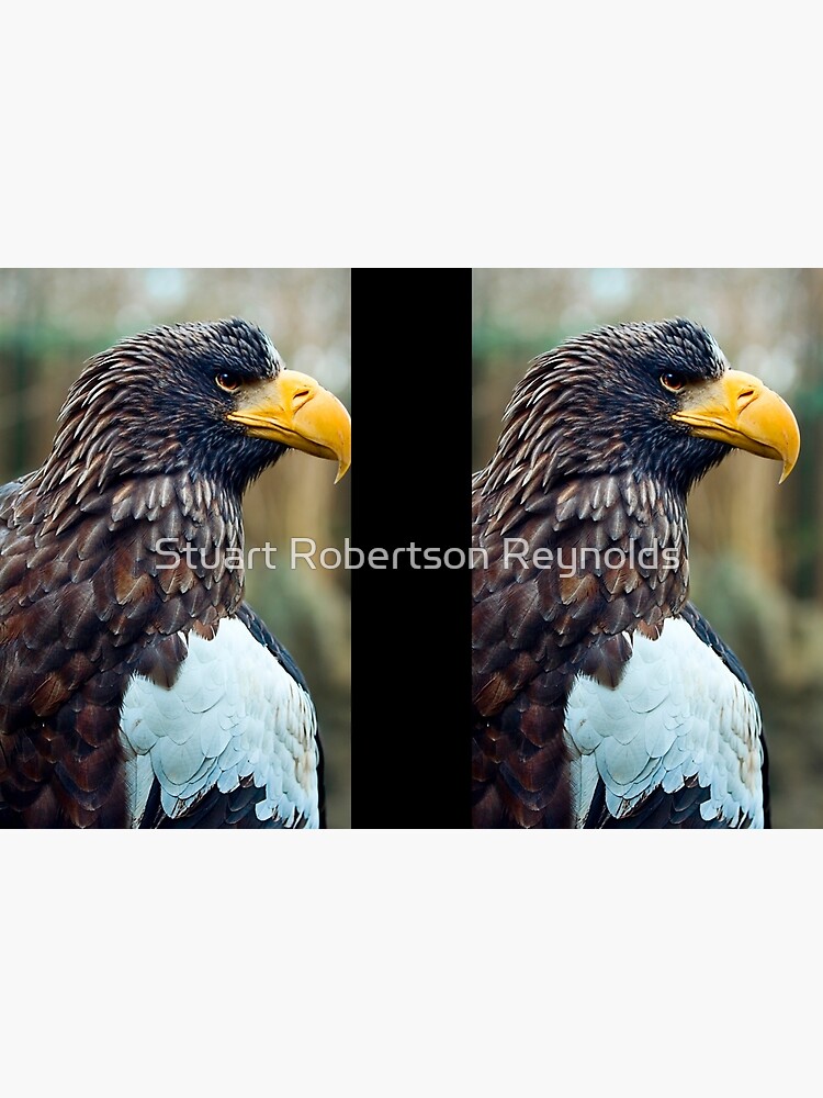 Steller's Sea Eagle by Sparky2000