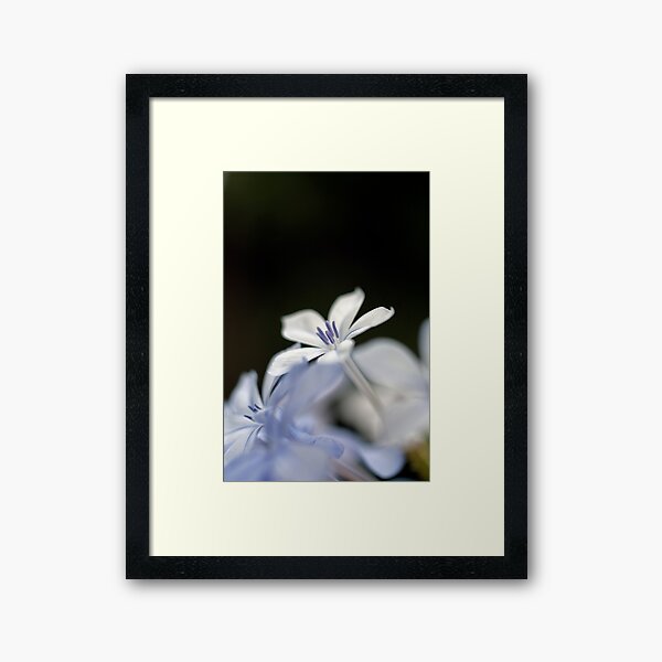 Item preview, A backyard flower I designed and sold by Lucas D'Arcy.