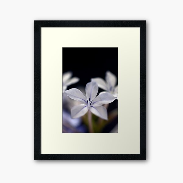 Item preview, Backyard flower II designed and sold by Lucas D'Arcy.