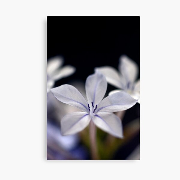 Item preview, Backyard flower II designed and sold by Lucas D'Arcy.