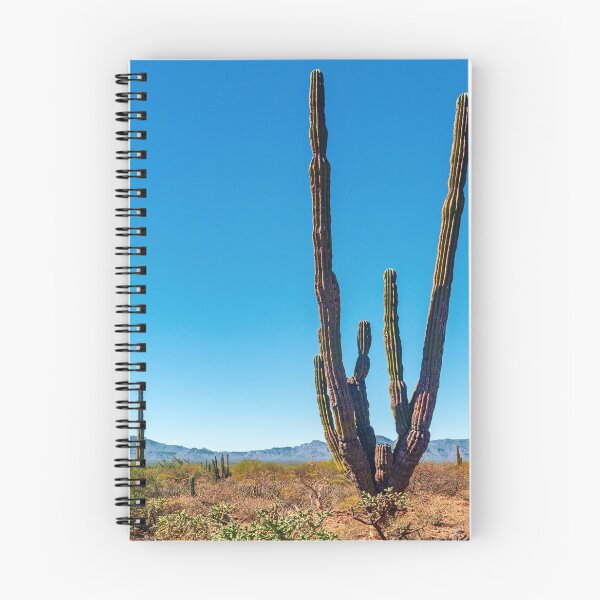 Artikelvorschau, Cacti, Baja Sur, Mexico entworfen und verkauft von bulljup.
