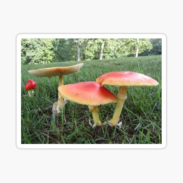Front-yard Mushrooms Sticker