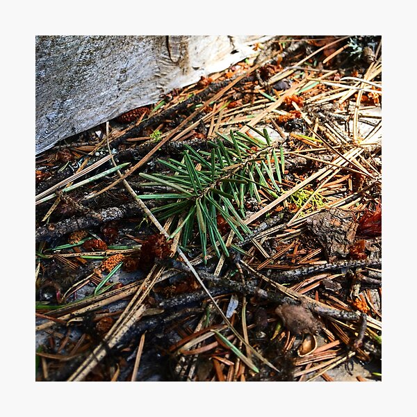 Item preview, Pine Needle on Forest Floor designed and sold by NaturesLostSoul.