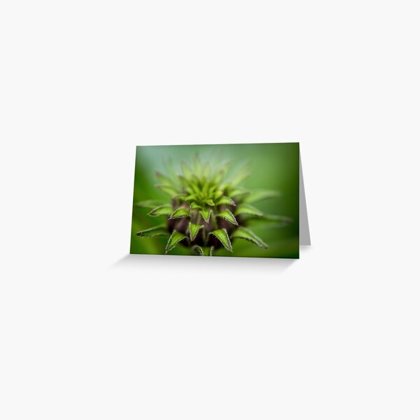 Green Coneflower Greeting Card
