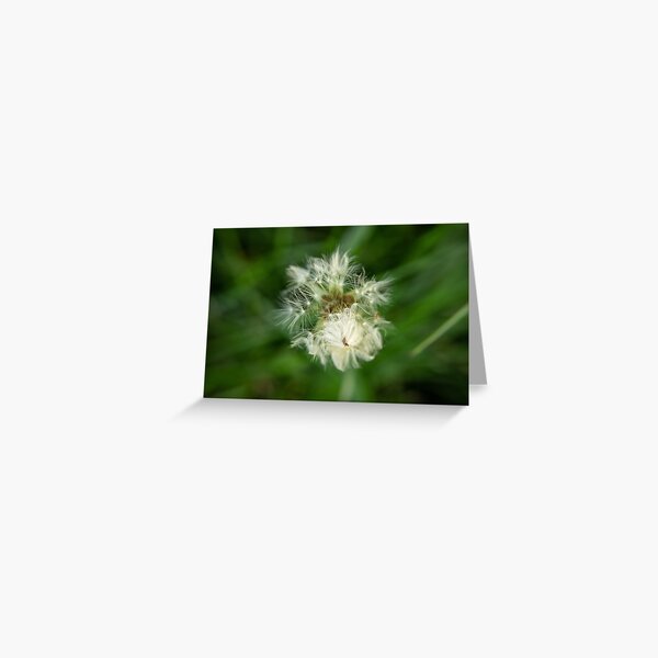 Fluffy Dandelion Seeds Greeting Card