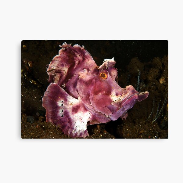 Item preview, Paddleflap Scorpionfish designed and sold by MattTworkowski.