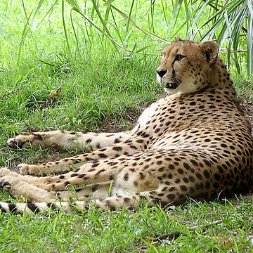 Artwork thumbnail, Lazy Cheetah by cybercat