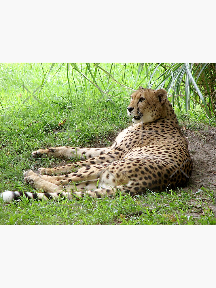 Thumbnail 3 of 3, Sticker, Lazy Cheetah designed and sold by cybercat.