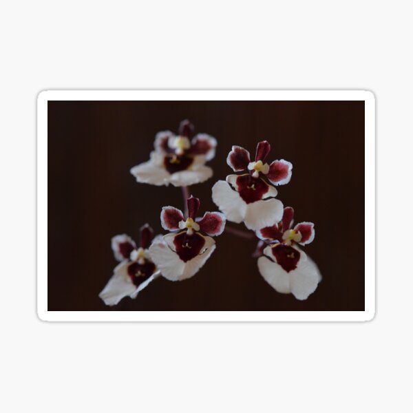 Tolumnia Snowfairy- An Equitant Oncidium Orchid Sticker
