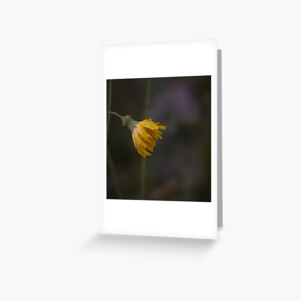 Yellow Dandelion Greeting Card