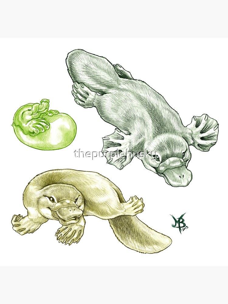 3 Little Platys by thepurplehusky