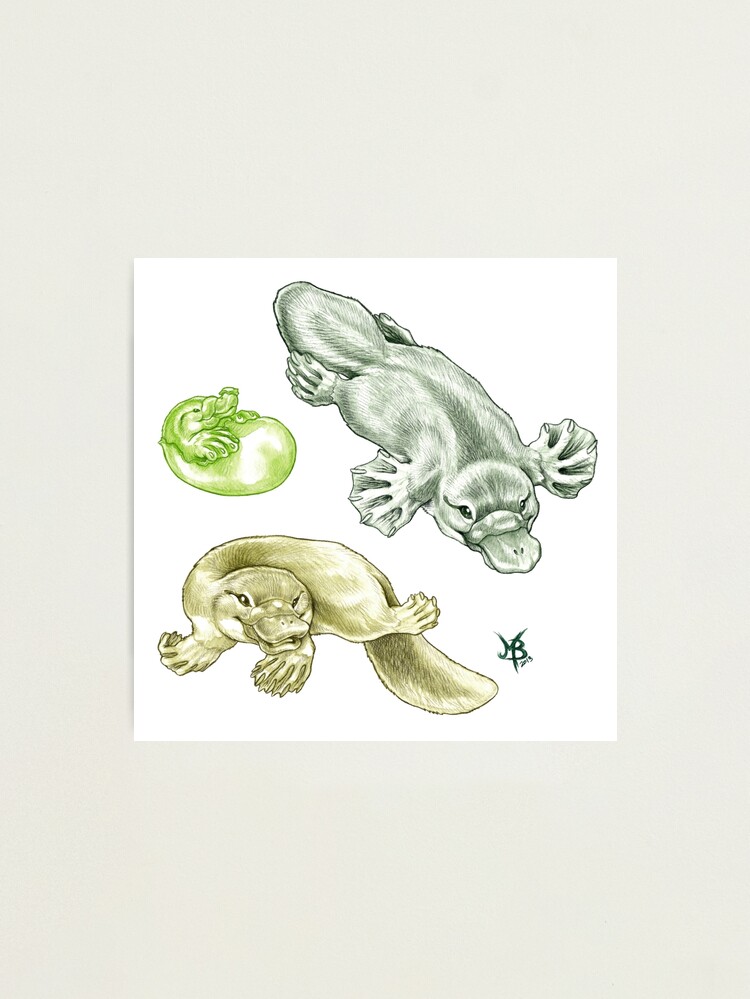 Alternate view of 3 Little Platys Photographic Print