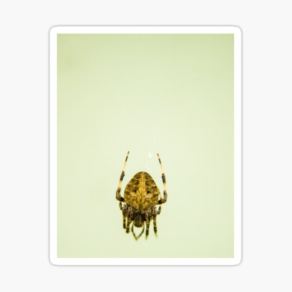 Spider Sticker