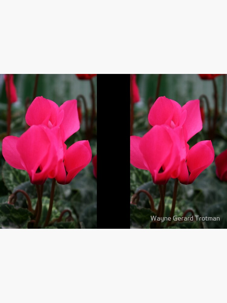 Cyclamen by redmoondragon