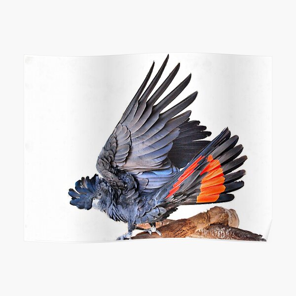 Red-tailed Black Cockatoo Poster