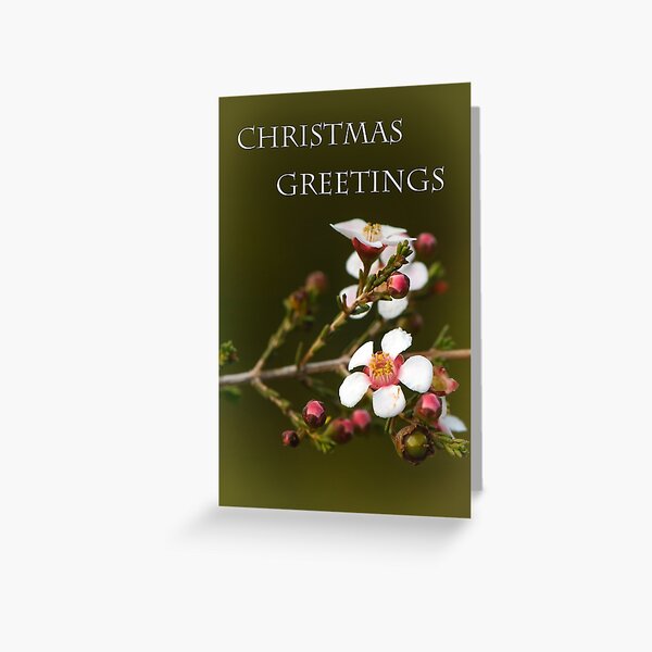 Baeckea grandiflora Christmas card Greeting Card