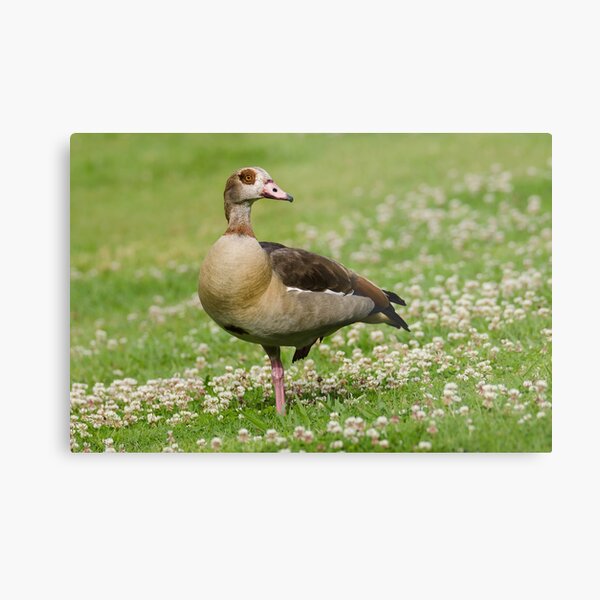 Egyptian goose Metal Print