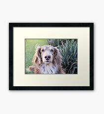 Teddie Boy Framed Print