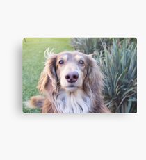 Teddie Boy Metal Print